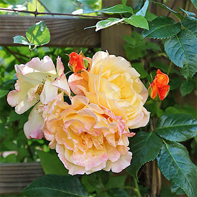 Rosbuske