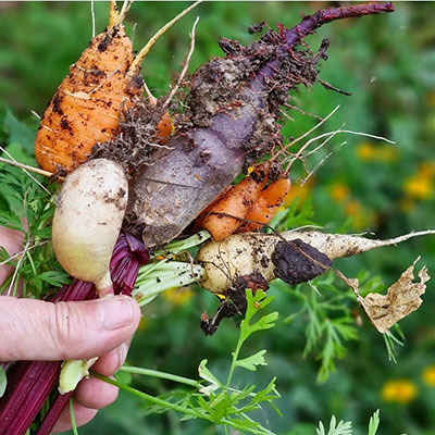 Frö till olika typer av rotfrukter