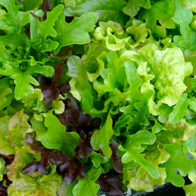 Frö till sallad och bladgrönsaker