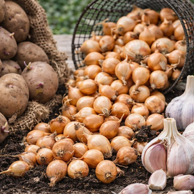 Sättlök för odling av matlök och vitlök