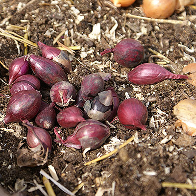 Sättlök för odling av matlök och vitlök