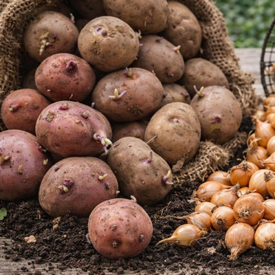 Sättpotatis för plantering i odlingssäck, låda och friland