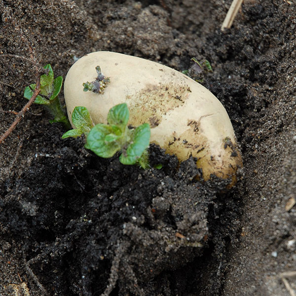 Sättpotatis för plantering i odlingssäck, låda och friland