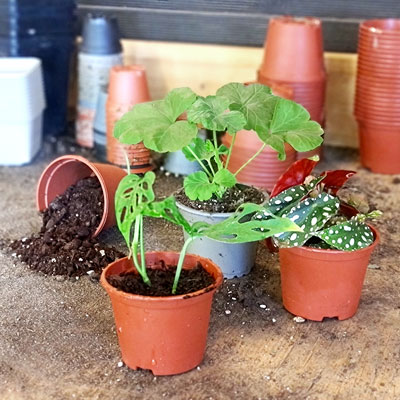 Uppskolning av pluggplanta