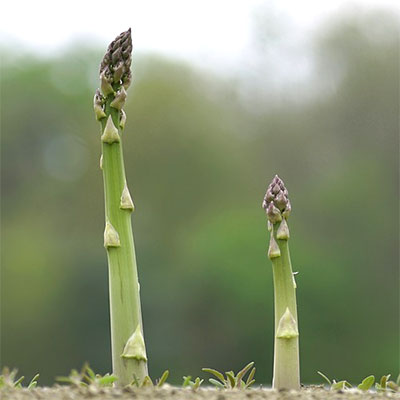 Knölar och rötter för odling av ätbara växter