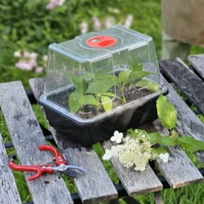 sekatör och minidrivhus för sticklingar