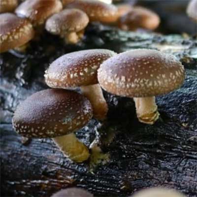 Svamodling på stock