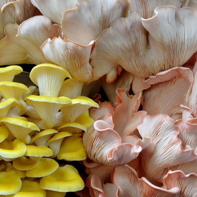 Olika svampar odlade hemma