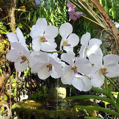 Specialprodukter för skötsel och odling av orkideer