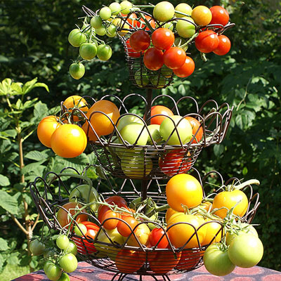 Tomatfröer - busktomater och högväxta tomater
