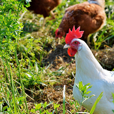 Näring och gödsling till trädgården