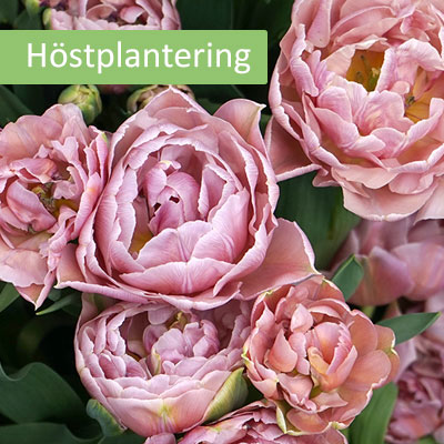 Tulpaner - vårblommande lökväxter