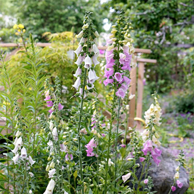 Fingerborgsblomma, digitalis