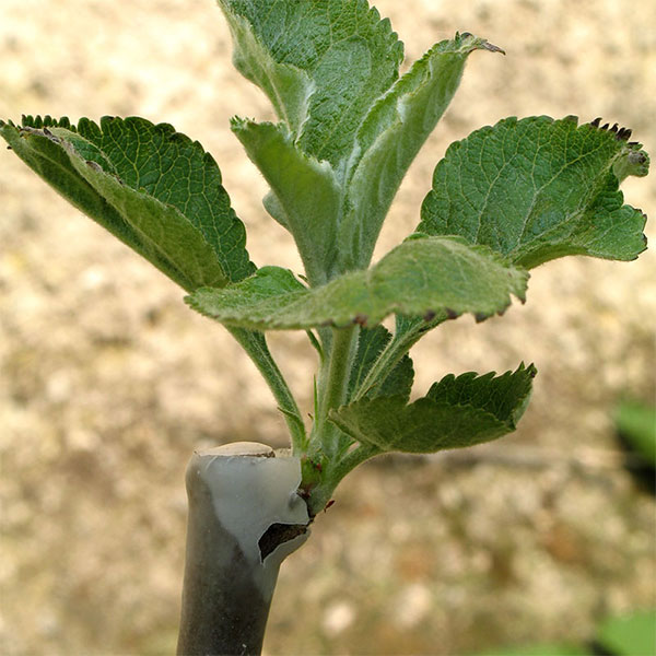 Ympad gren på grundstam