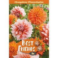 Dahlia 'Orange Army' mix