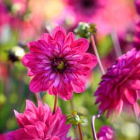 Dahlia 'Smiling Don'