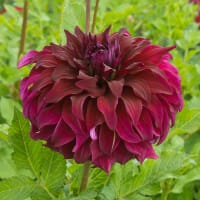 Dahlia 'Spartacus'