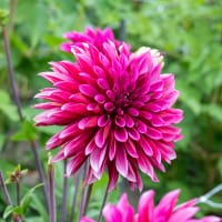 Dahlia 'Tanita'