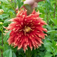 Dekorativdahlia 'Autumn Sunburst'