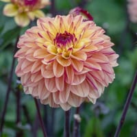 Dekorativdahlia 'Gelia'