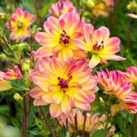 Dekorativdahlia 'Pacific Ocean'