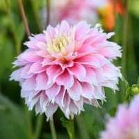 Dahlia 'Pink Impact'