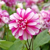 Dahlia 'Priceless Pink'