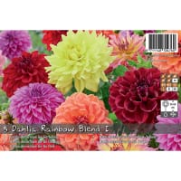 Dahlia 'Rainbow blend'