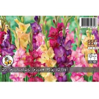 Gladiolus Giant Mix