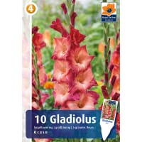 Gladiolus 'Ocaso'