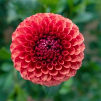 Bolldahlia 'Brown Sugar'