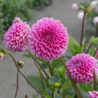 Bolldahlia 'Pink Sylvia'