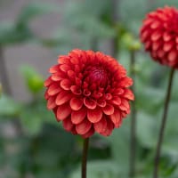 Bolldahlia 'Brown Sugar'