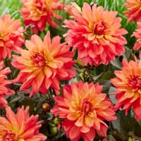 Dekorativdahlia 'Camelot'