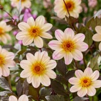 Enkel trädgårdsdahlia 'Happy Days Cream White' 