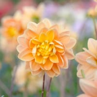 Dekorativdahlia 'Aladdin's Lamp'