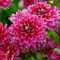 Dekorativdahlia 'Maldini'