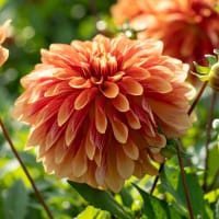 Dekorativdahlia 'Miss Brandy'