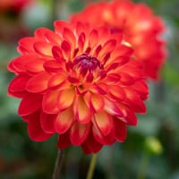 Dekorativdahlia 'Simone'