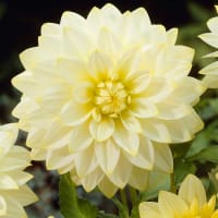 Dekorativdahlia 'Snowbound'