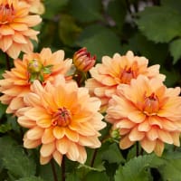 Dekorativdahlia 'Yelno Harmony'