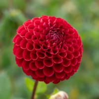 Bolldahlia 'Cornel'