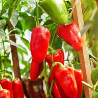 Paprika 'Marconi Red', ekologisk