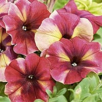 Petunia 'Shake™ Raspberry'