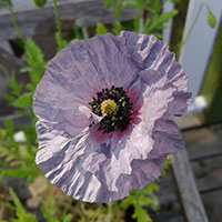 Frö till kornvallmo, Papaver rhoeas 'Amazing Grey', 'Amazing Blue'