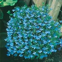 Hänglobelia 'Cambridge Blue'