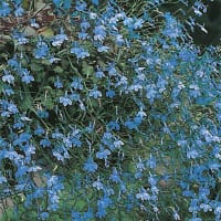 Hänglobelia 'Blue Cascade'