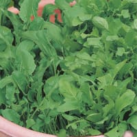 Rucola, Mix