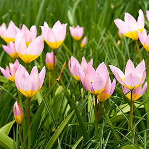 Syrentulpan Tulipa Bakari 'Lilac Wonder' - dr