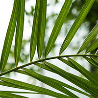 Dadelpalm, Phoenix canariensis